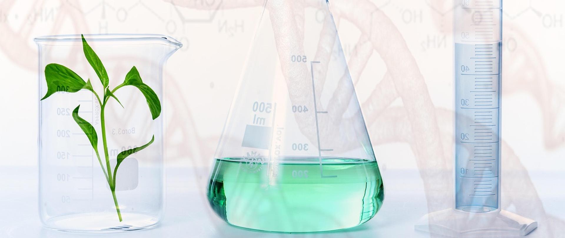 na zdjęciu trzy menzurki, w jednej zielona roślina w drugiej zielony płyn a w trzeciej niebieski płyn