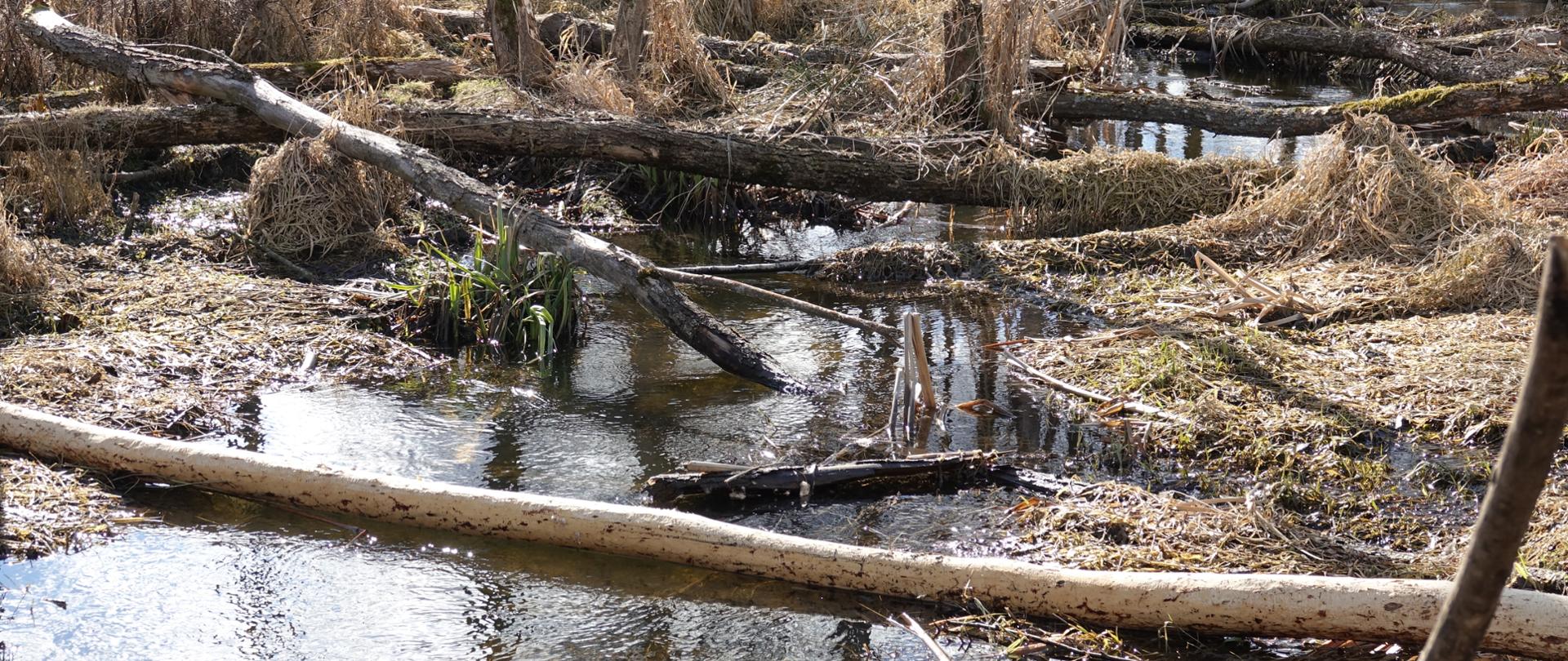 Niewielki ciek wodny, zwalone drzewa