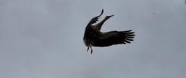 Bocian w locie