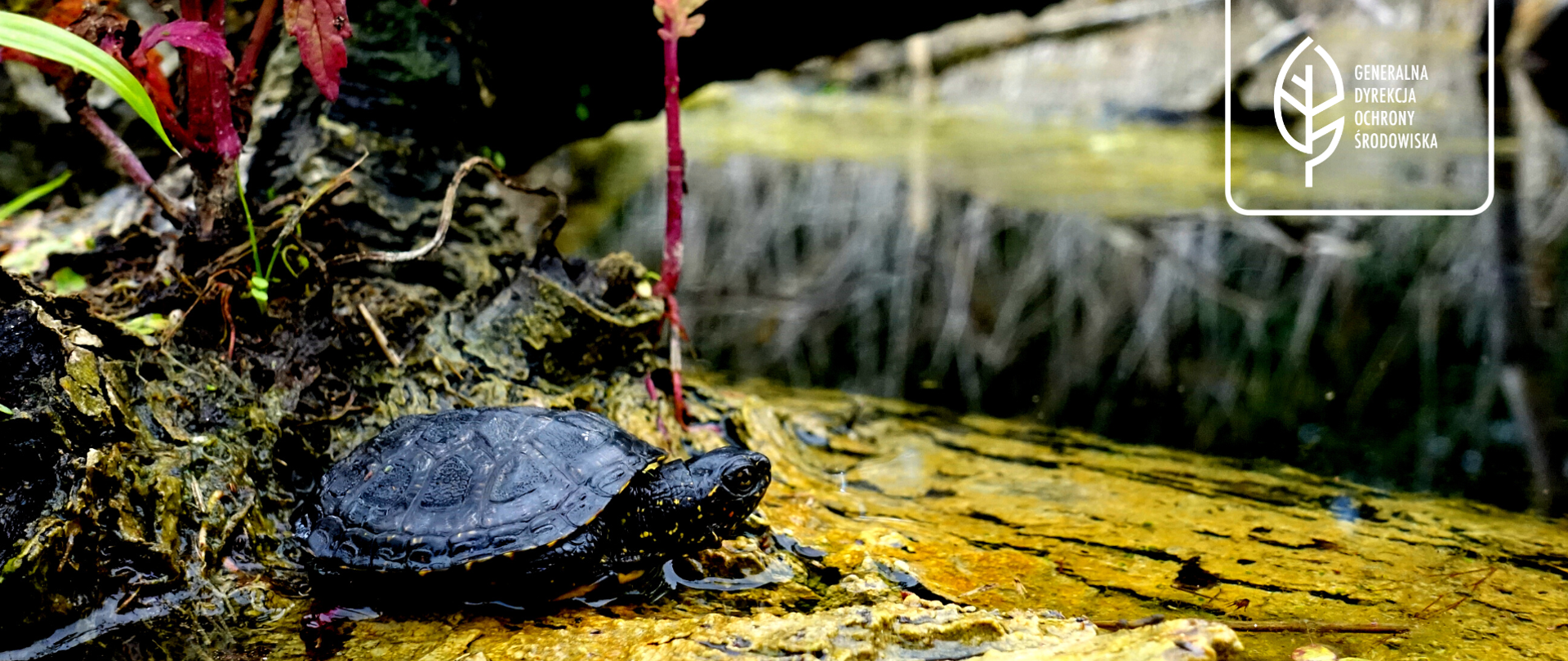 na pierwszym planie żółw błotny, który do połowy zanurzony jest w wodzie, za żółwiem oraz w oddali widać rośliny, w prawym górnym rogu logo Generalnej Dyrekcji Ochrony Środowiska