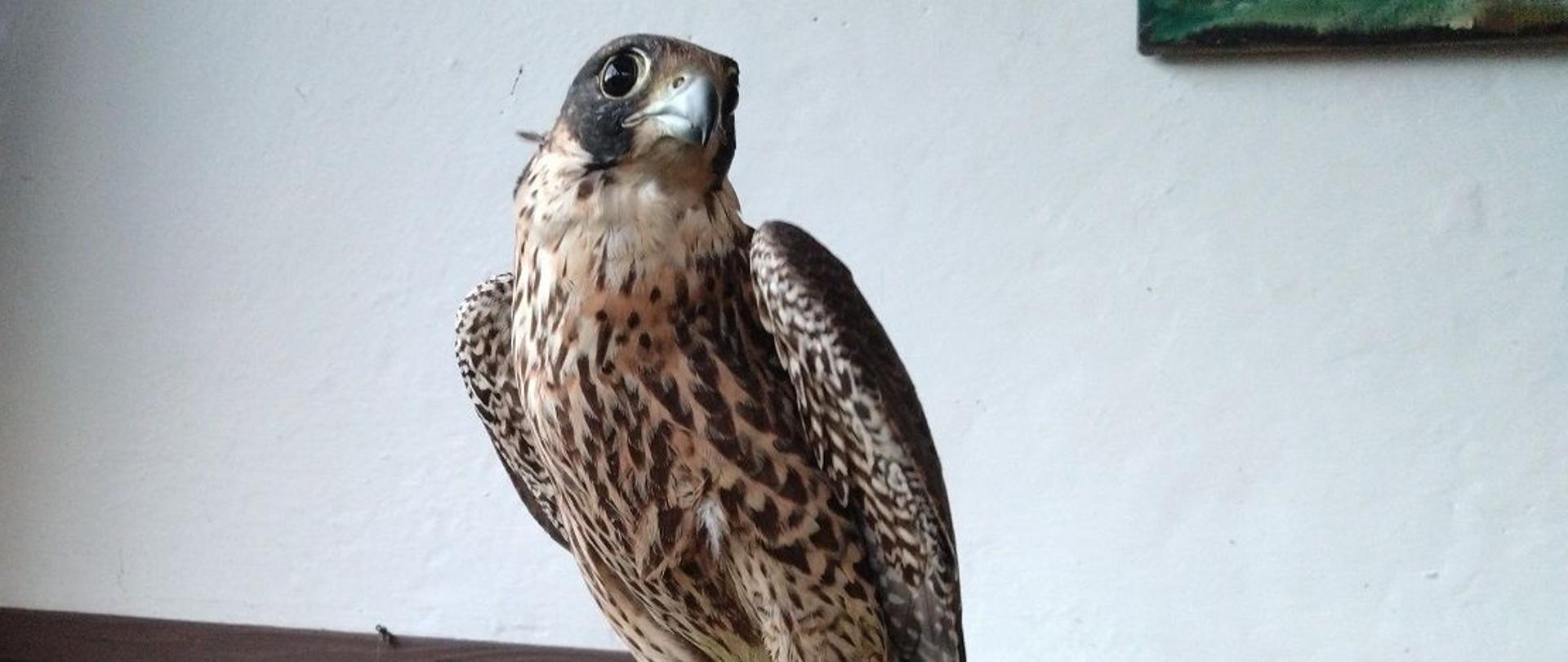 Jeden z przemycanych sokołów.