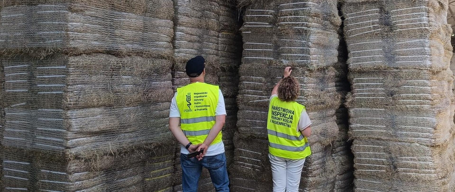 Kontrola fitosanitarna siana przeznaczonego na eksport