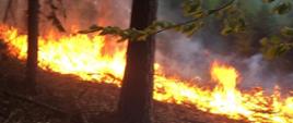pożar lasu w sulistrowiczkach