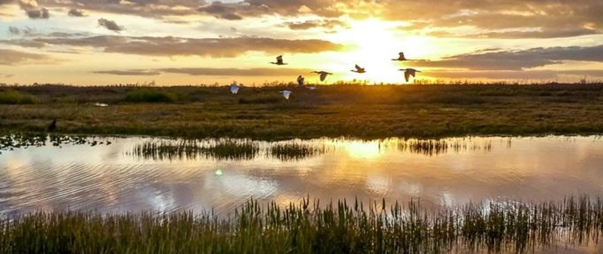 Rozlewisko nad którym leci 8 ptaków. W oddali widać zachód słońca.