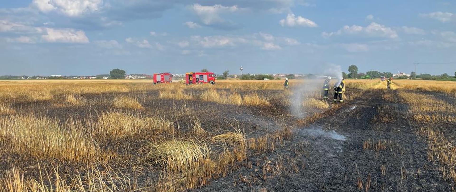 Strażacy oraz samochody strażackie gaszą pożar zboża