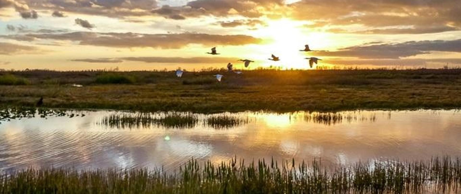 Zdjęcie przedstawiające mokradła 