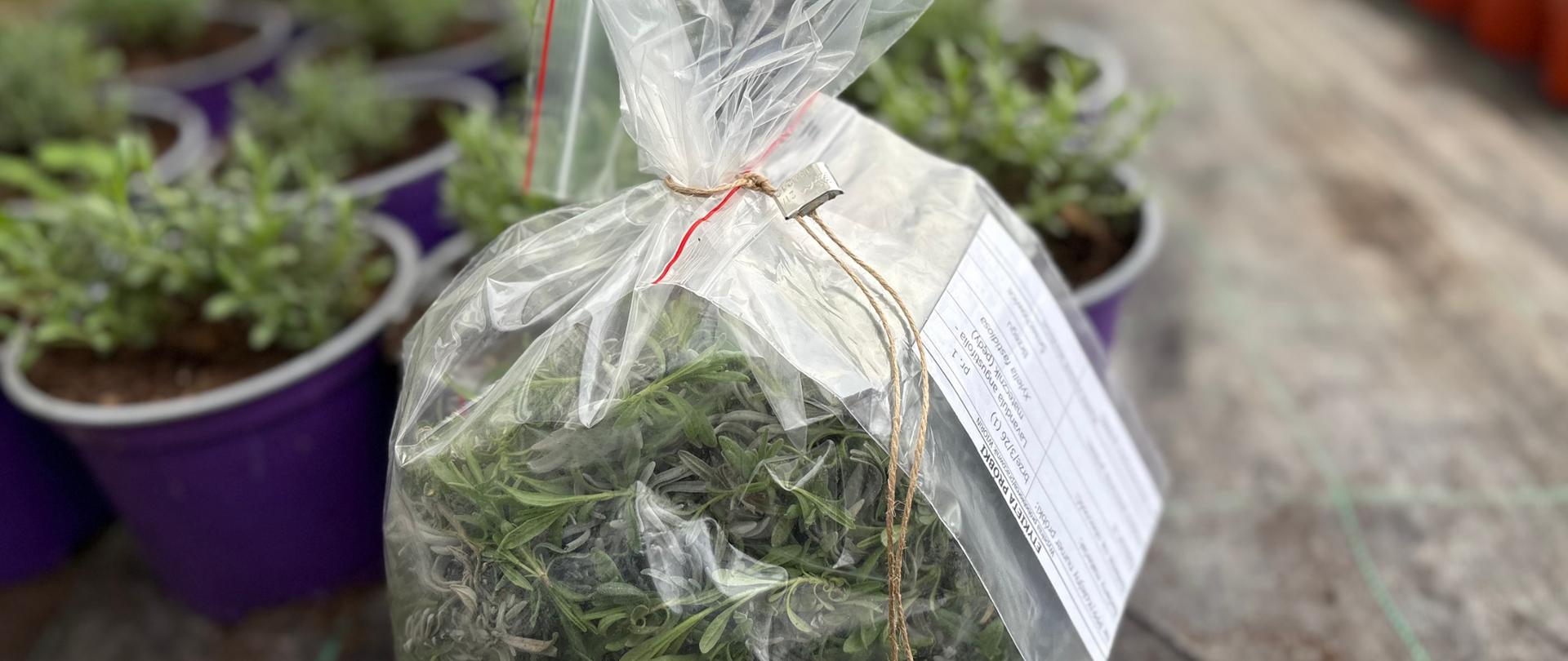 Próba laboratoryjna lawendy