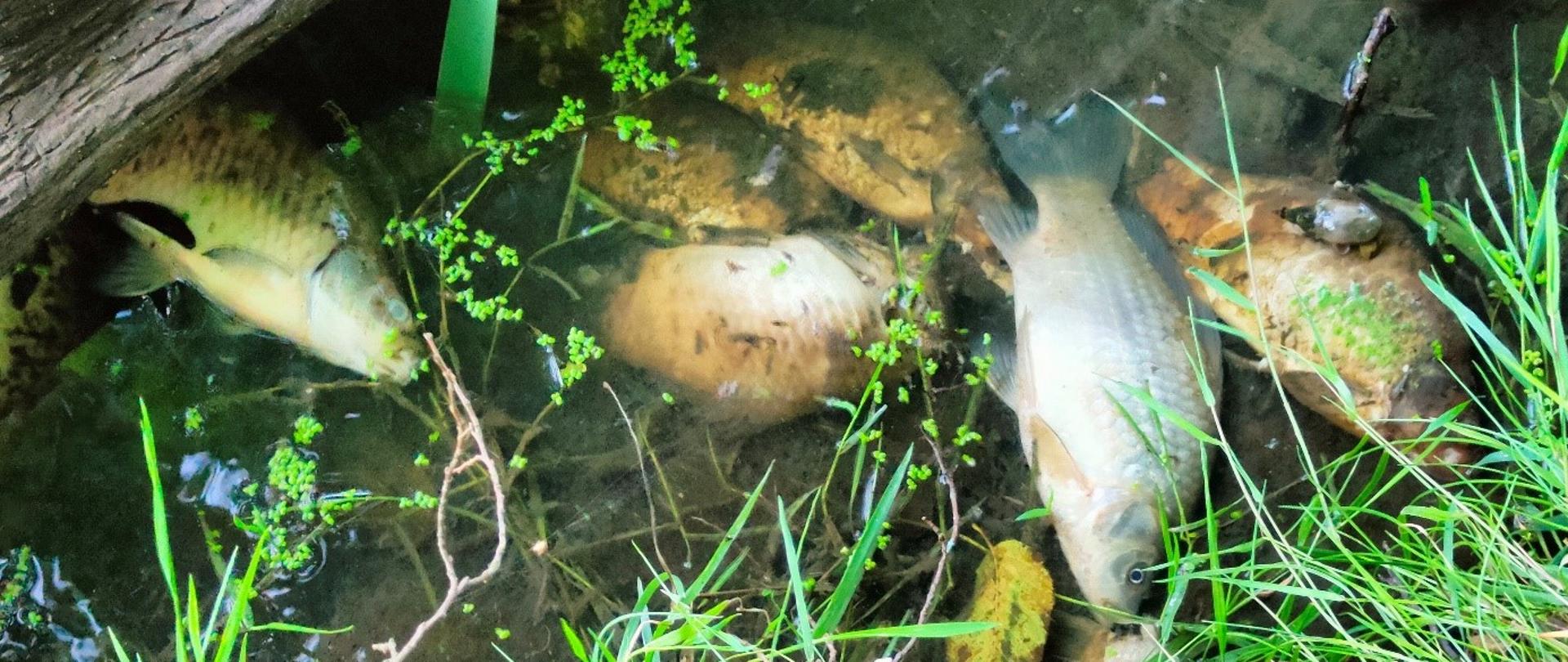 Śnięte ryby w stawie, gm. Wicko 