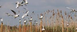 Mewy Śmieszki w kolonii lęgowej 