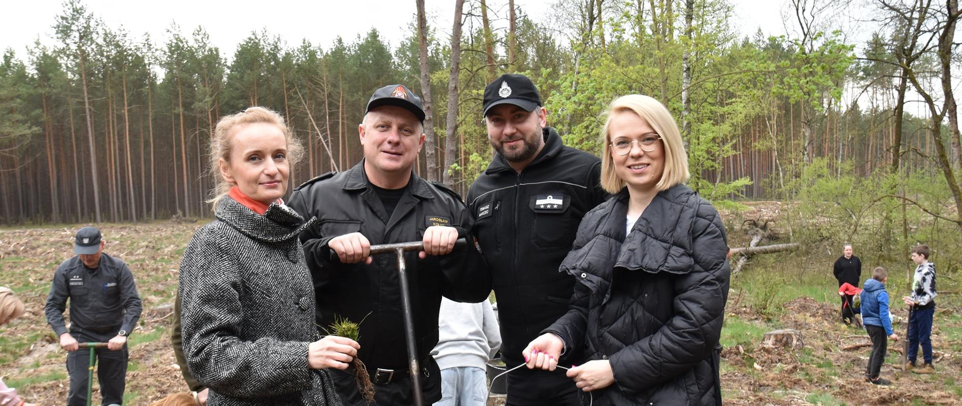 Na zdjęciu widać ludzi, którzy sadza drzewa w lesie. Jest dzień, bez opadów. 