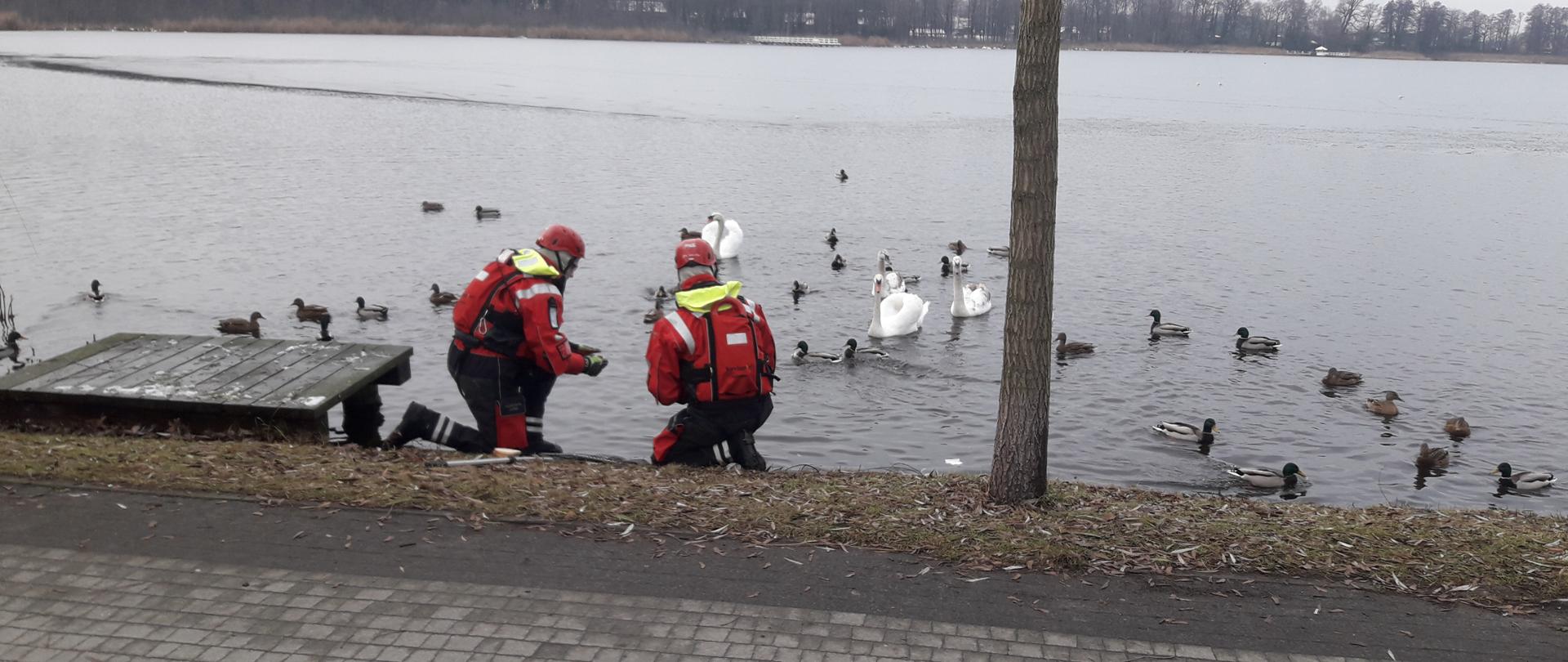 Dwóch strażaków w kombinezonach na brzegu jeziora próbuje złapać rannego łabędzia. W tle inne ptaki.
