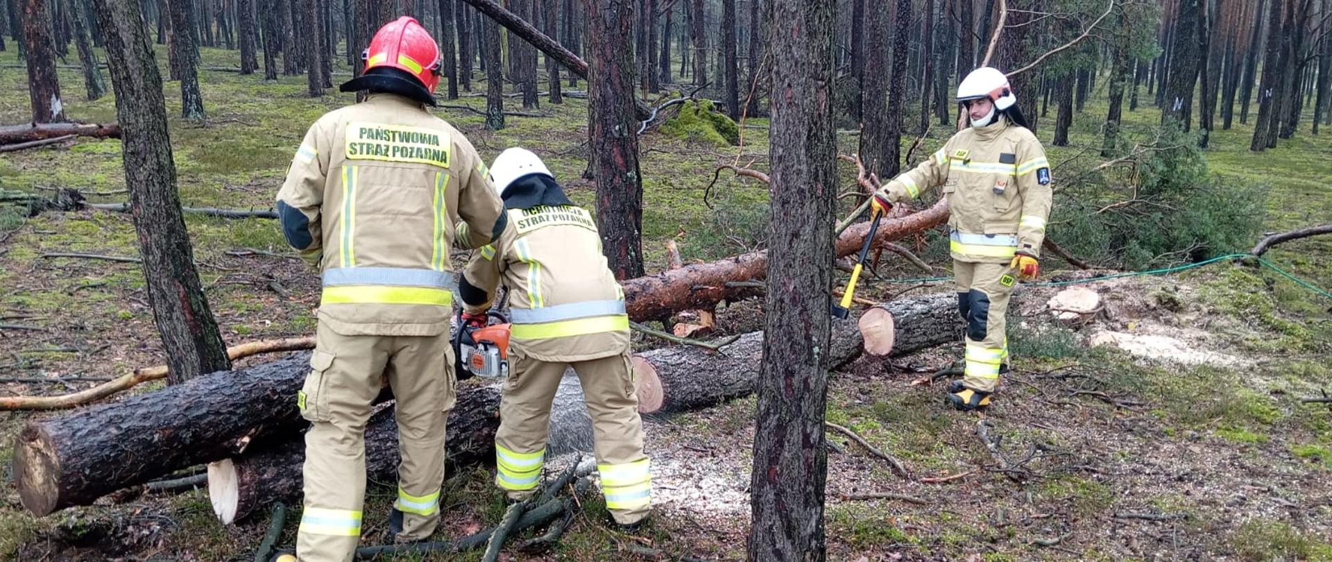 Zdjęcie przedstawia strażaków w lesie podczas ćwiczeń. Instruktor omawia techniki usuwania skutków silnych wiatrów i nawałnic. Jeden ze strażaków przecina piłą drzewo