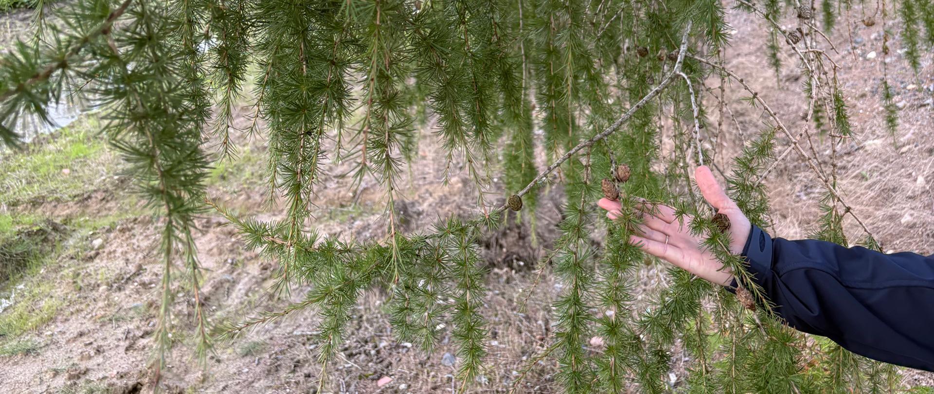 Zdjęcie przedstawia drzewa z rodzaju Larix sp. 