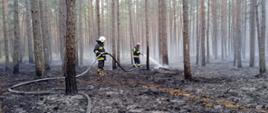 Pożar poszycia leśnego w Budach Kaleńskich