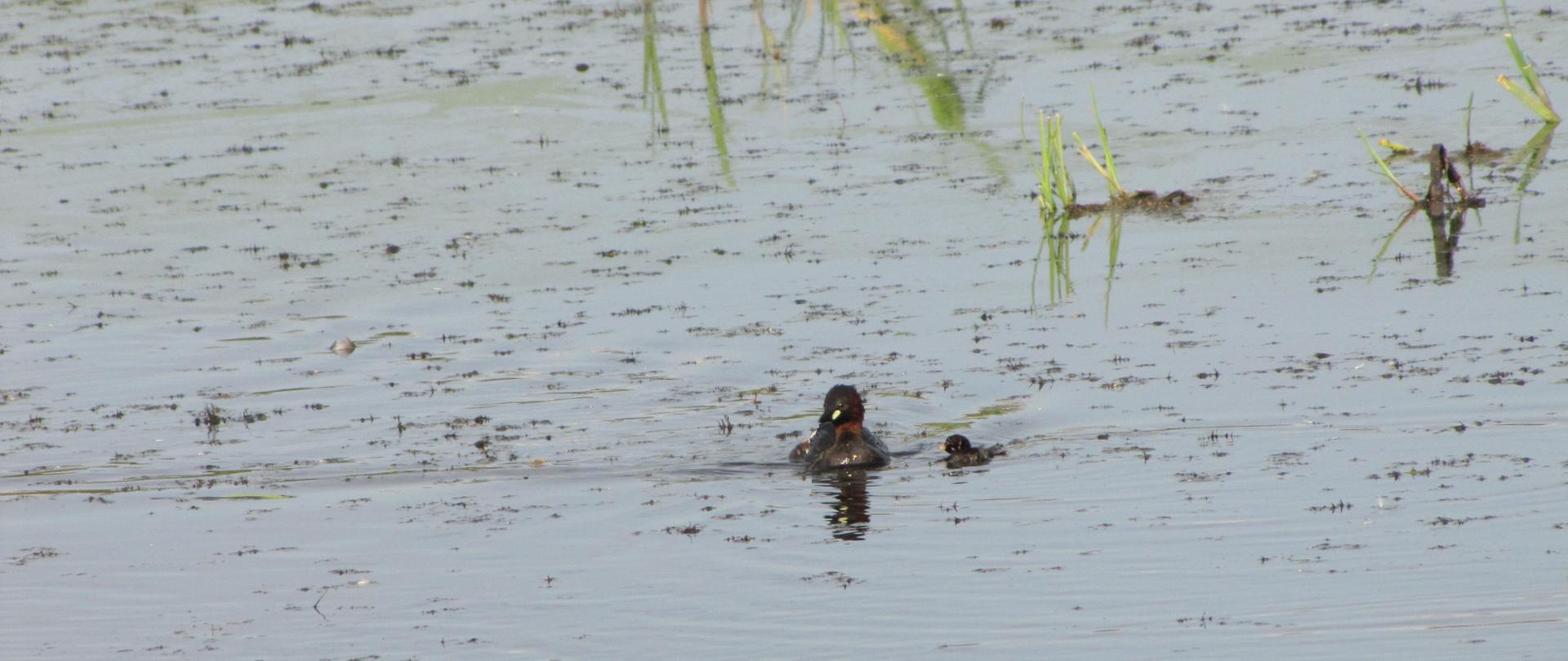 Woda, na pierwszym planie płynie perkozek z młodym, w tle zielona roślinność wodna
