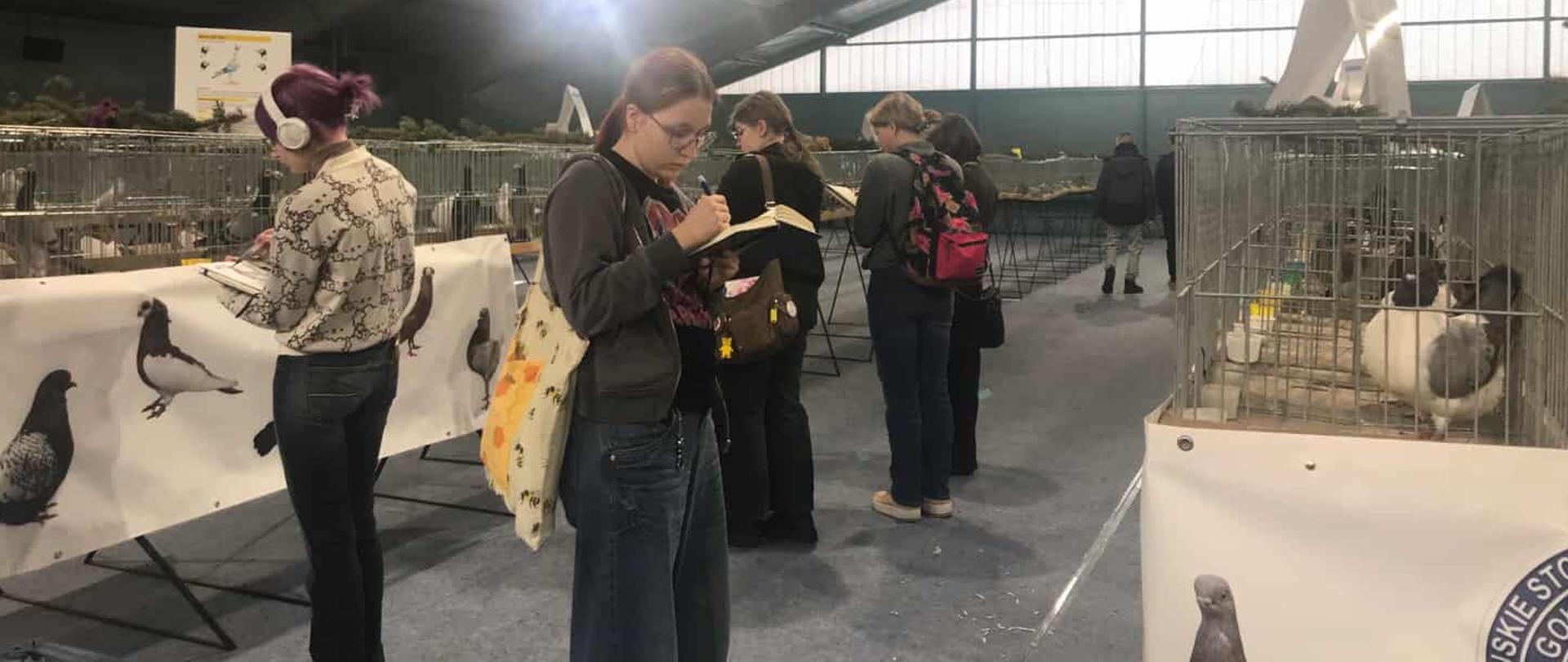 zdjęcie, wystawa ptaków, w klatkach wystawione gołębie , kurki i kaczki