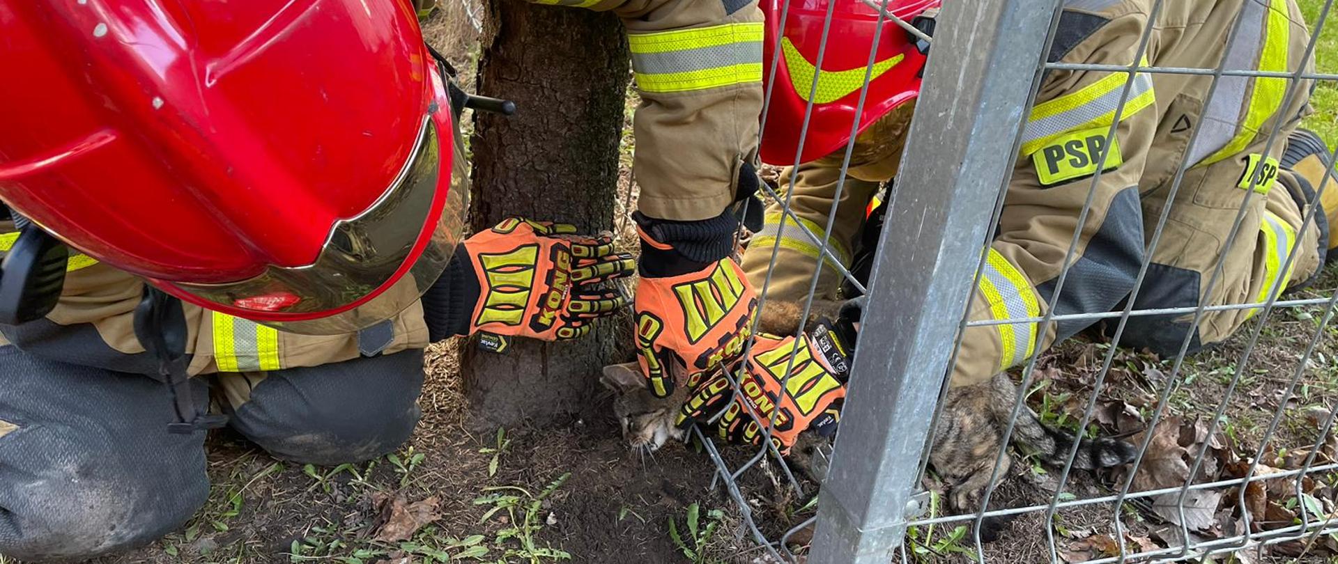 Strażacy przecinają pręty by uwolnić kota