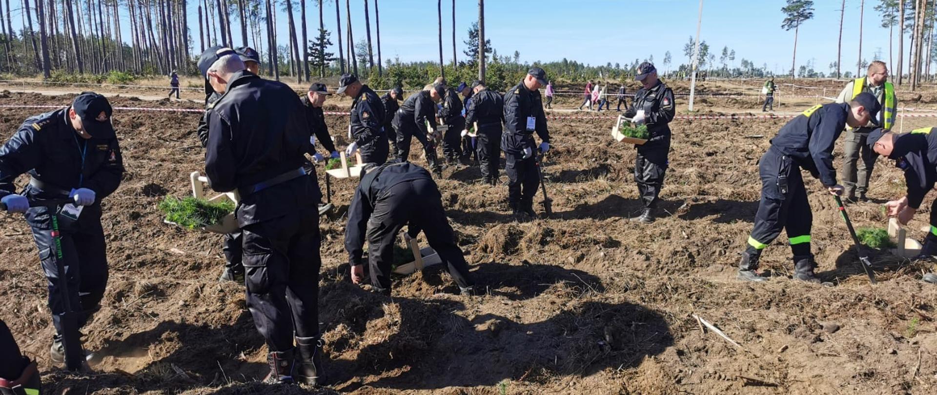 Inauguracja II edycji akcji #sadziMY – na zdjęciu strażacy sadzący sadzonki drzew iglastych