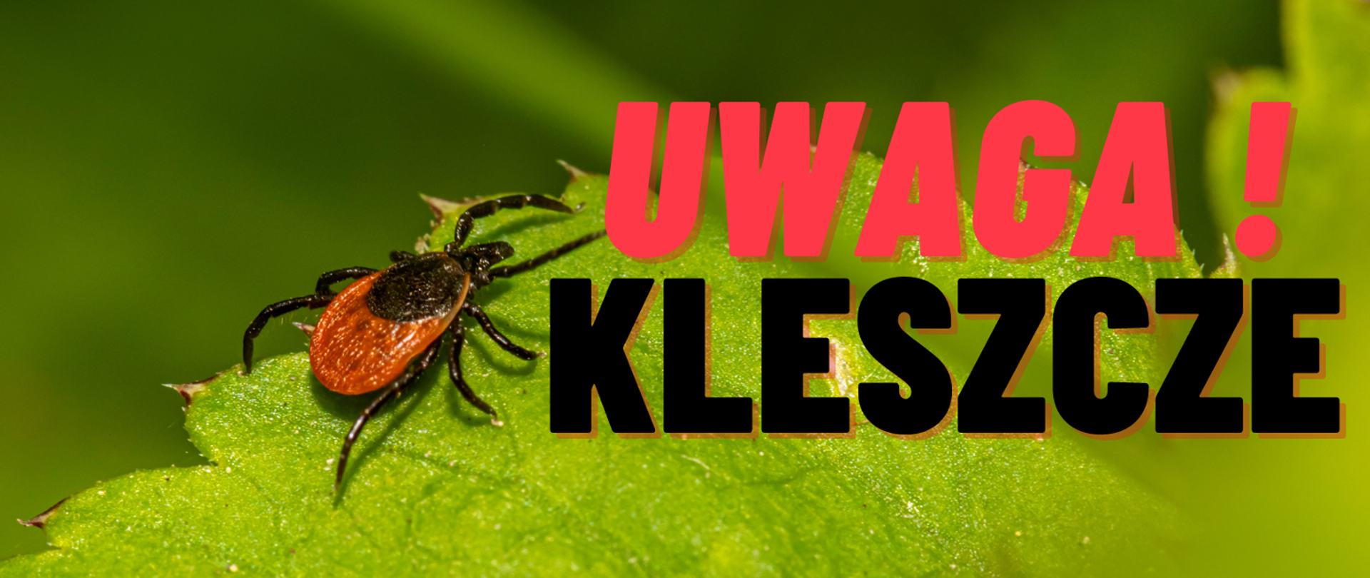 Kleszcz na zielonym liściu . Napis Uwaga kleszcze