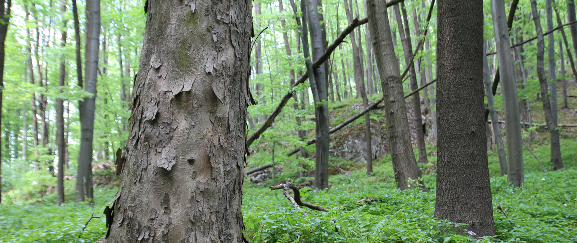 Zdjęcie przestawia drzewostany nowego rezerwatu przyrody: „Góra Stołowa im. Ryszarda Malika”
