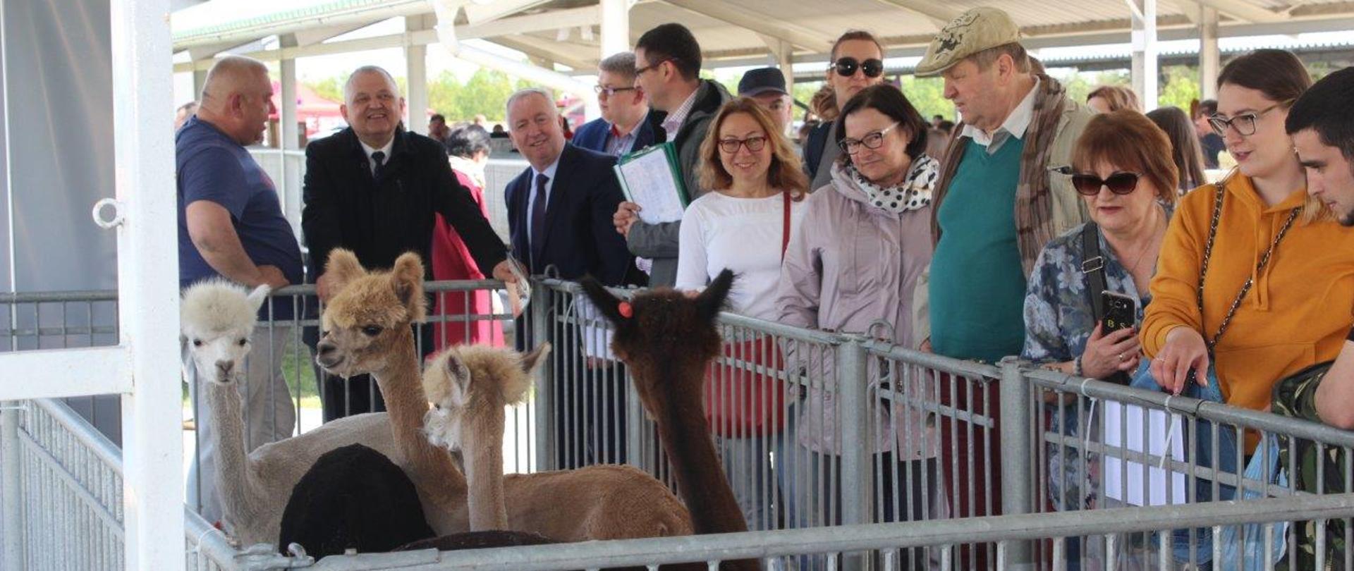 Wiceminister Zarudzki zwiedza wystawę zwierząt