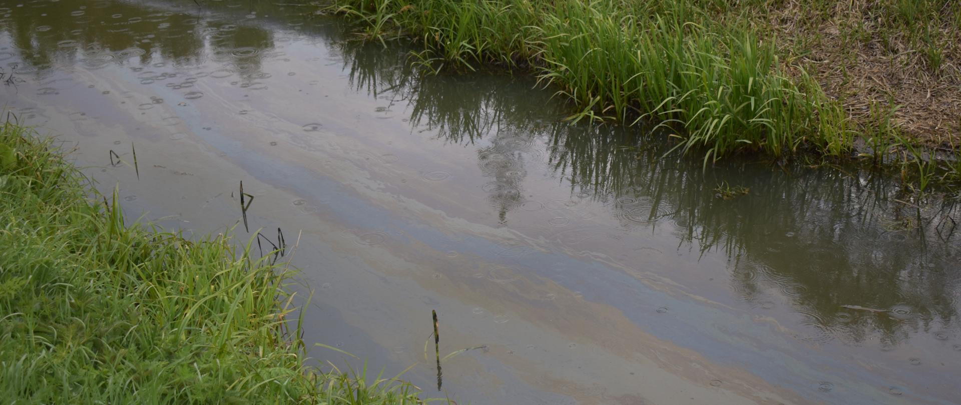 Kilkumetrowej szerokości rzeczka z brzegami zarośniętymi zieloną trawą. Na środku jej nurtu widoczny wielobarwny film substancji ropopochodnych.