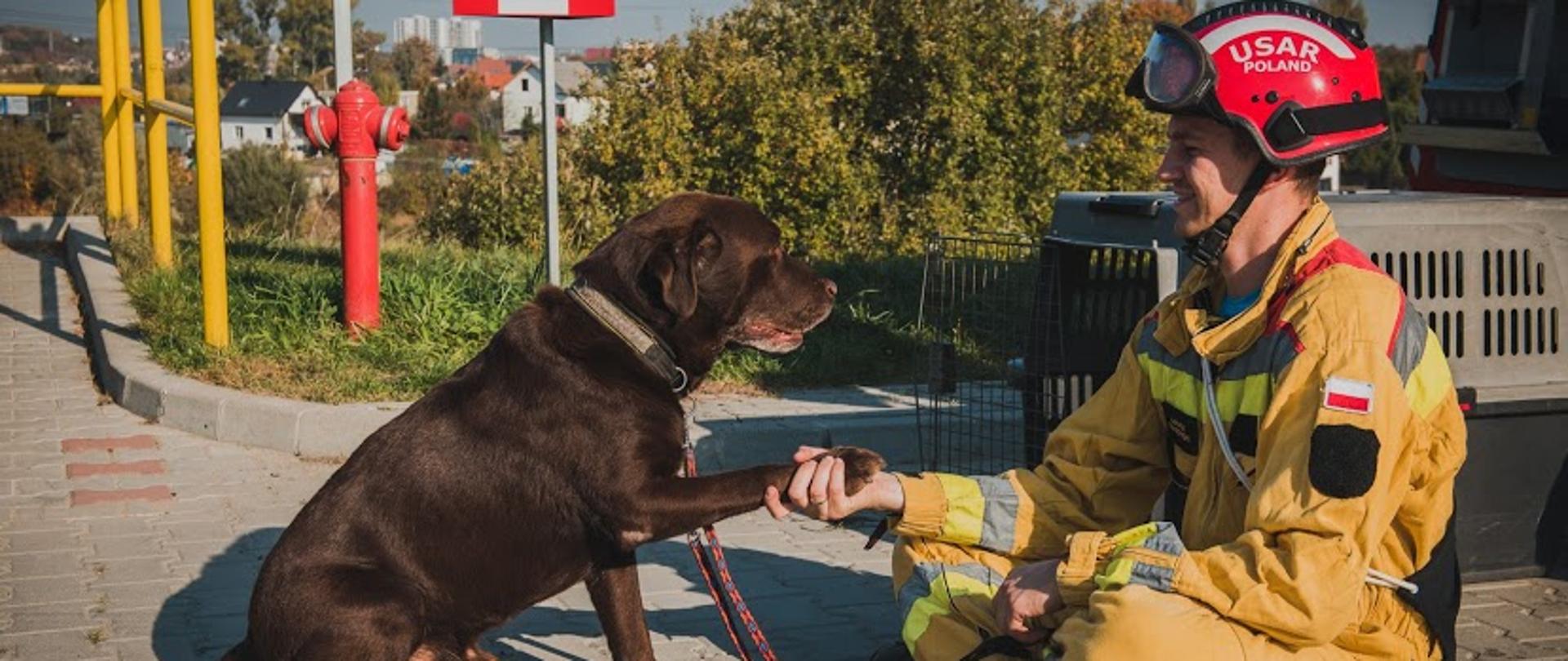Po lewo pies ratowniczy PSP labrador koloru brązowego podaje łapę strażakowi który siedzi na przeciw niemu