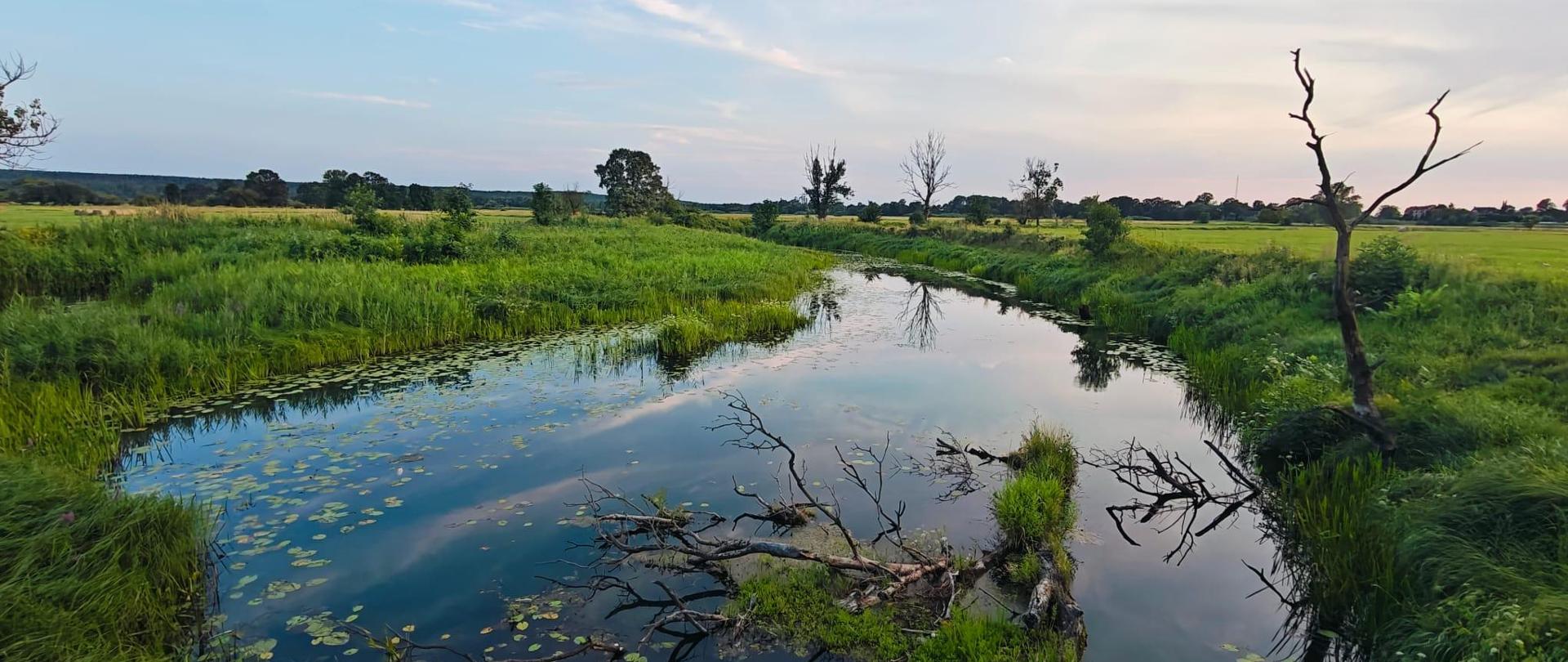 Tereny zielone w dolinie Odry w rejonie Krosna Odrzańskiego