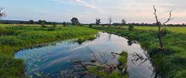Tereny zielone w dolinie Odry w rejonie Krosna Odrzańskiego