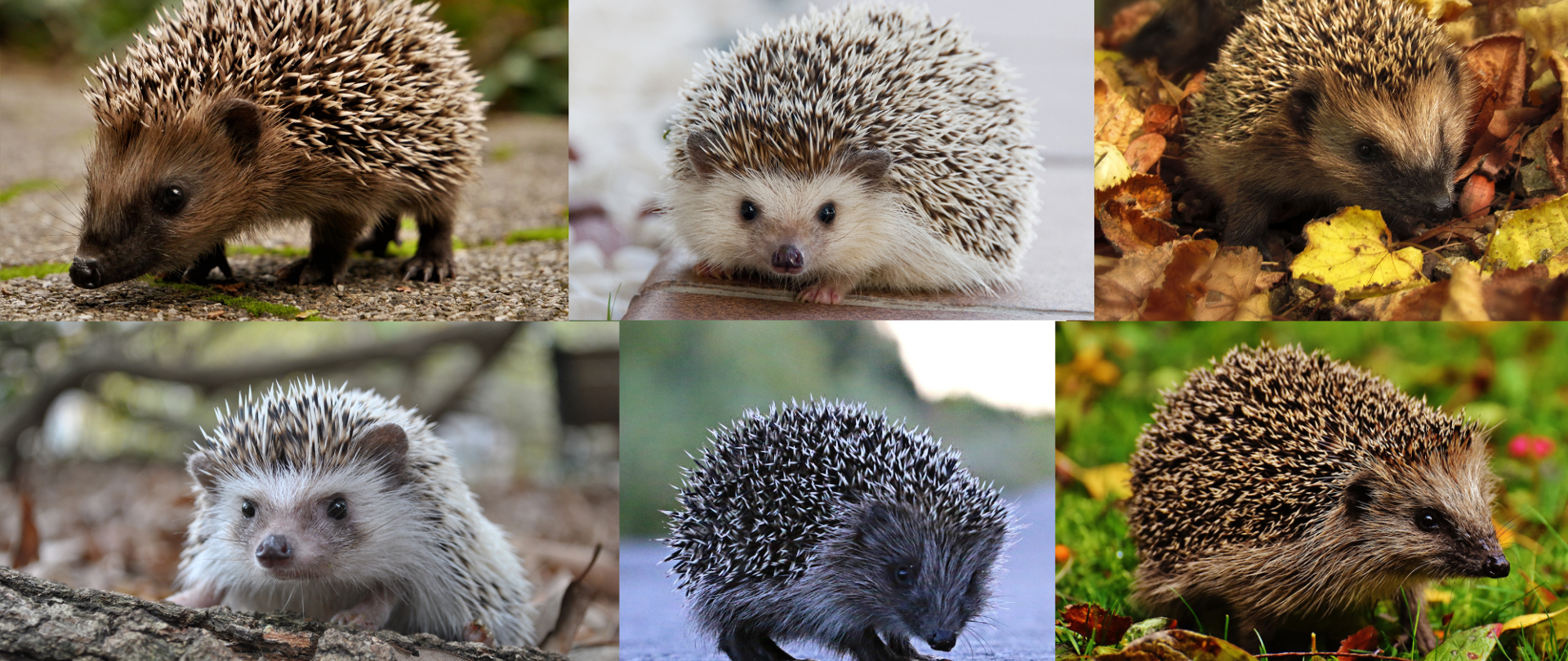 jeże na dzień jeża