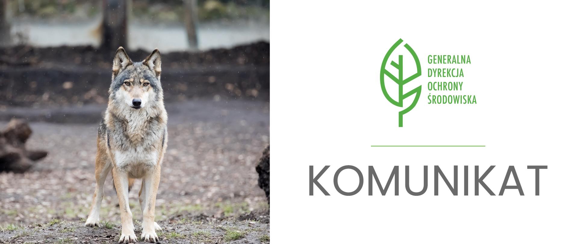 Grafika przedzielona jest na dwie części. Po lewej stronie znajduje się zdjęcie wilka. Po prawej stronie logo Generalnej Dyrekcji Ochrony Środowiska (zielony liść) a pod spodem napis: "KOMUNIKAT"