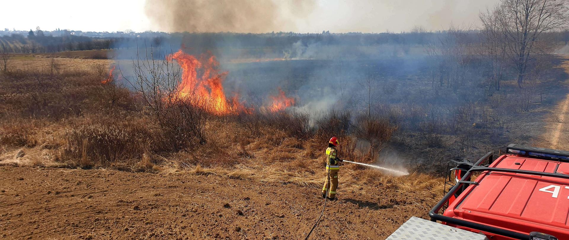 Zdjęcie zrobione z dachu samochodu strażackiego. W centralnej części zdjęcia widać wysokie płomienie z palących się zarośli. Poniżej zaorane pole i strażaka, który gasi wodą palącą się trawę. Strażak ubrany jest w ubranie bojowe a na głowie ma hełm.