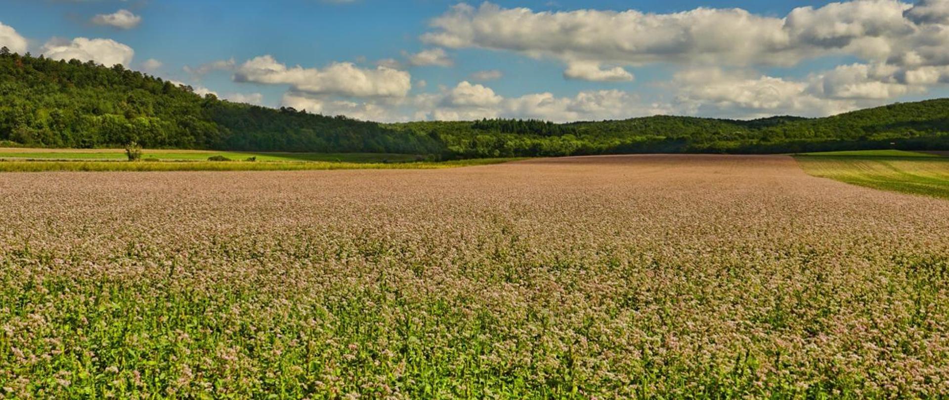 Zdjęcie przedstawia pole uprawne w słoneczny dzień. W tle widać pagórki porośnięte lasem. 