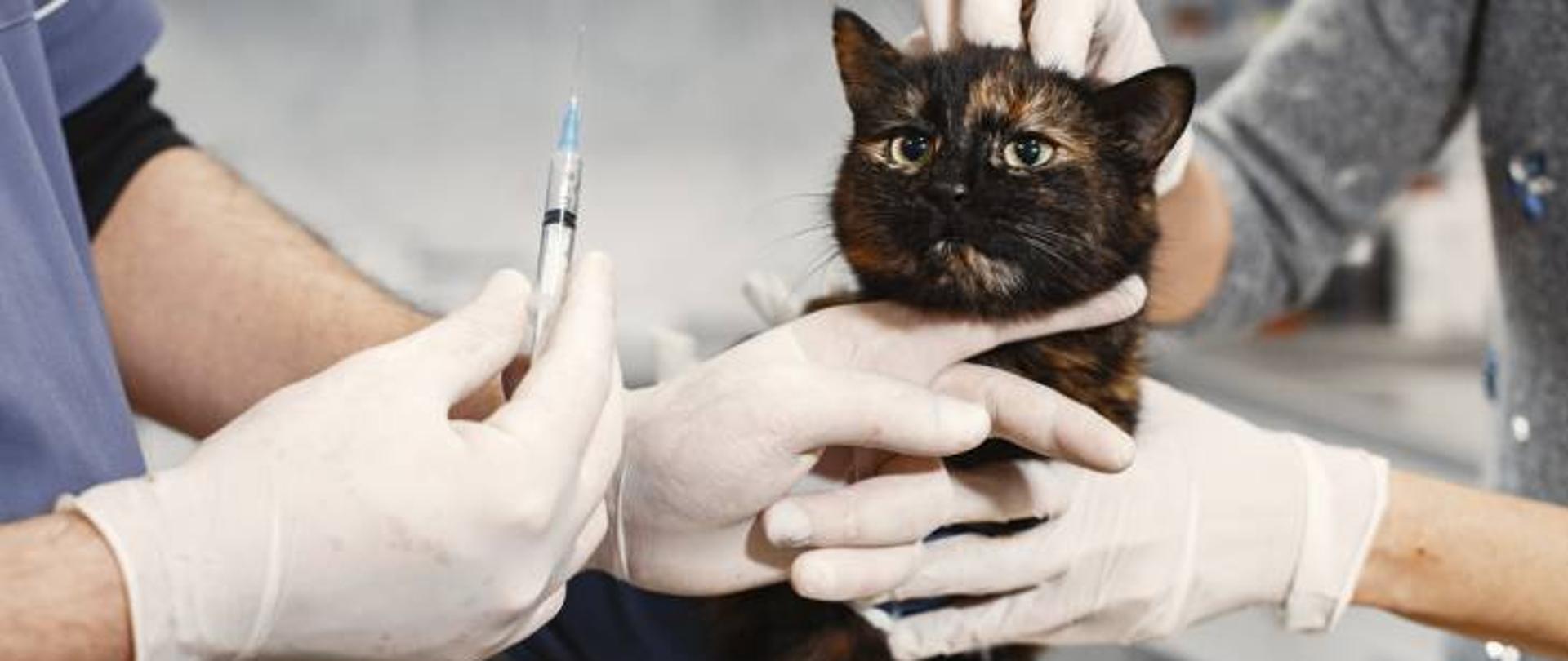 Na zdjęciu widzimy czarno-brązowego kota trzymanego przez dwie osoby w rękawiczkach ochronnych. Jedna z osób stabilizuje głowę i tułów zwierzęcia, druga trzyma w dłoni strzykawkę z igłą, przygotowując się do wykonania zastrzyku. Scena odbywa się najprawdopodobniej w gabinecie weterynaryjnym. Ujęcie ilustruje wykonywanie czynności pomocniczej z zakresu profilaktyki zdrowotnej zwierząt – na przykład szczepienia lub podania leku.