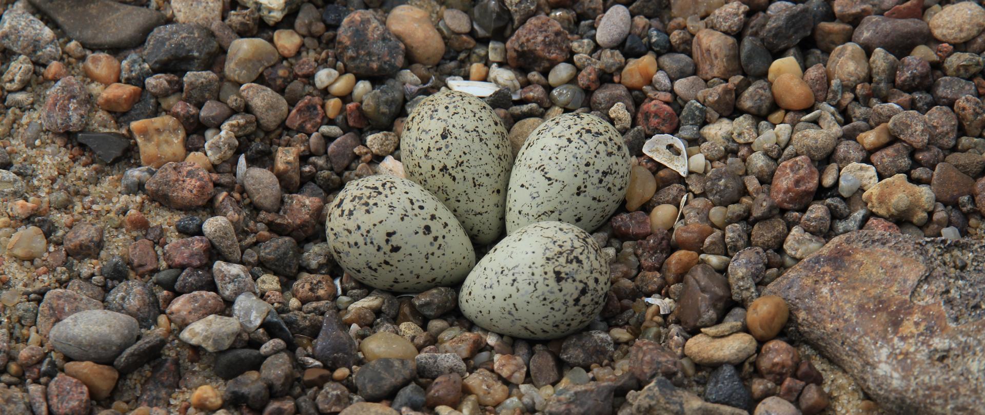 Cztery jaja na kamieniach