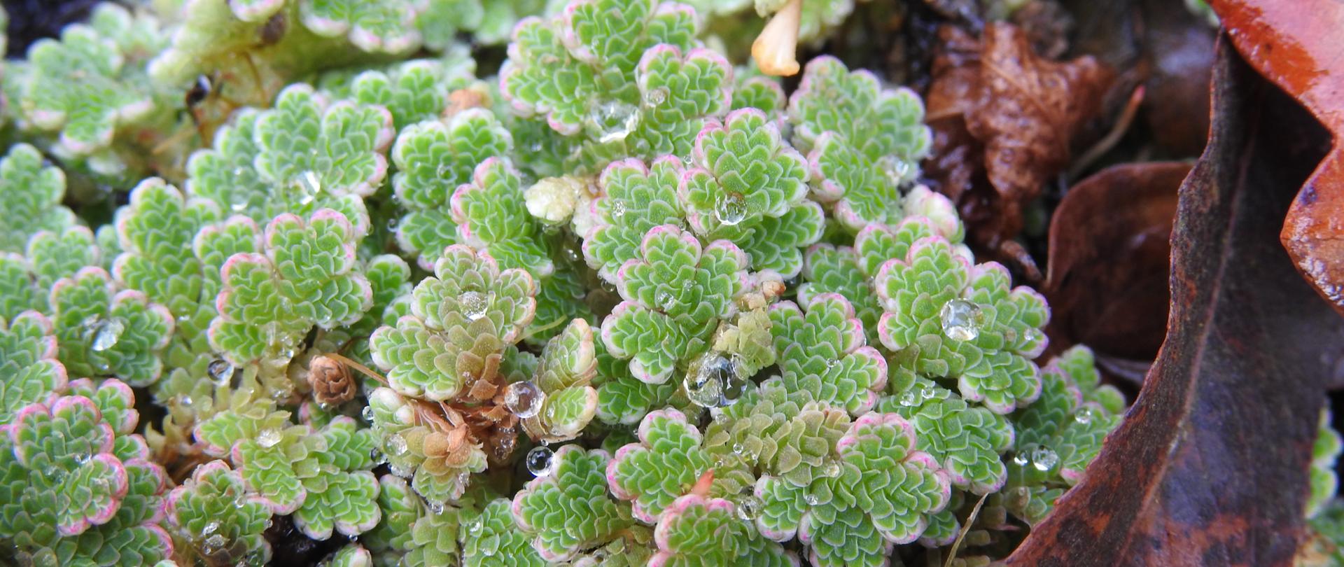 Na zdjęciu małe listki zakończone różową obwódką jest to roślina o nazwie azolla drobna.