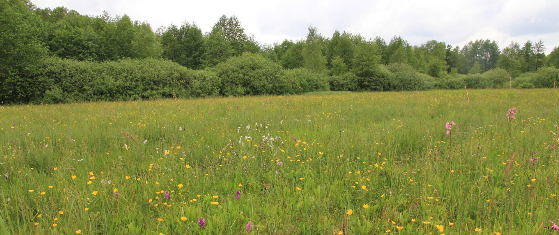 Zielona łąka z białymi, różowymi i żółtymi kwiatami