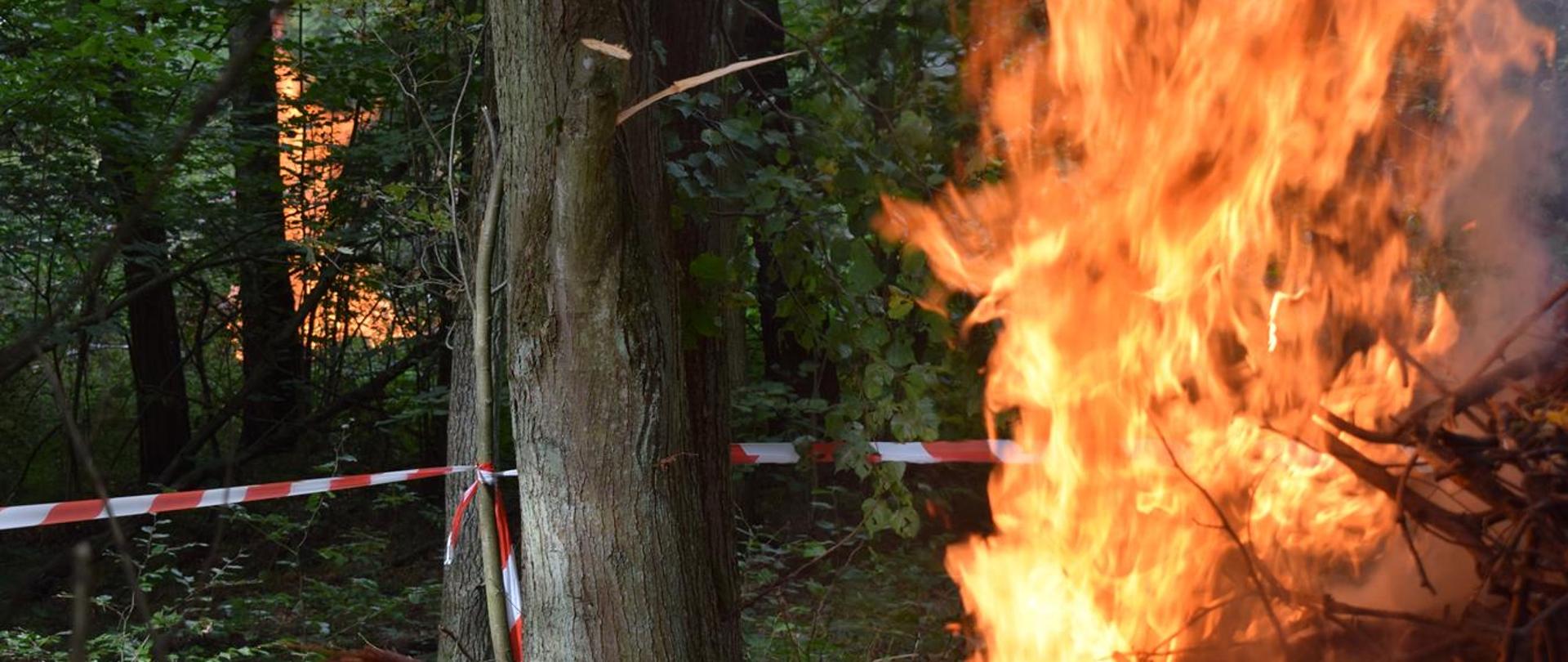 Teren lasu. W ogrodzonych taśmą miejscach płoną dwa duże ogniska do pozoracji pożaru.