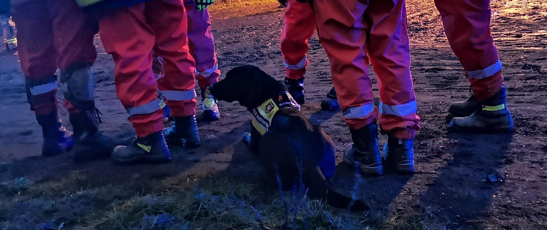 Zdjęcie przedstawia strażaków ze Specjalistycznej Grupy Poszukiwawczo-Ratowniczej. W środkowej części zdjęcia znajduje się pies ratownik.