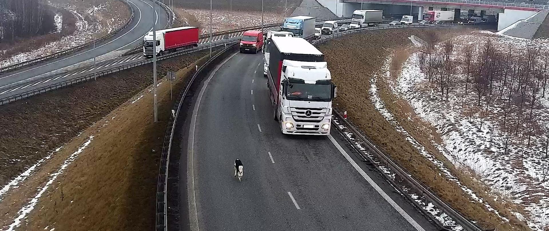 Cielak na autostradzie