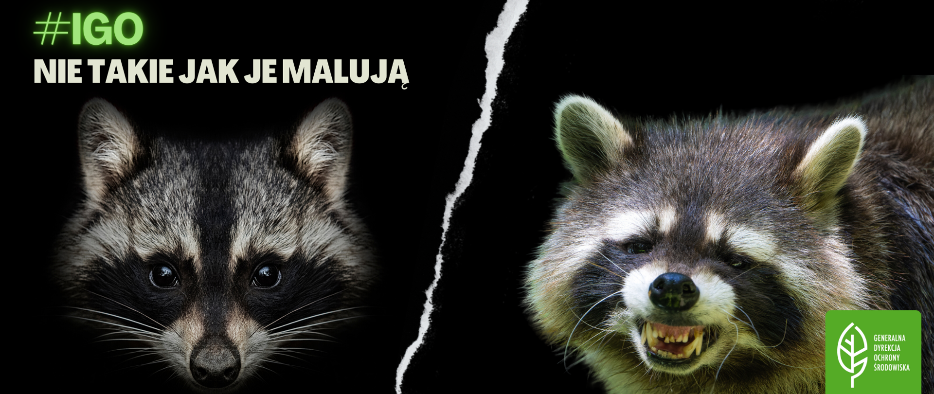 Zdjęcie szopa pracza z napisem IGO nie takie jak je malują