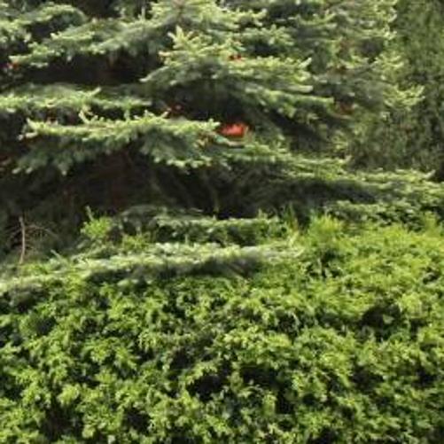 Zielona choinka i gałęzie