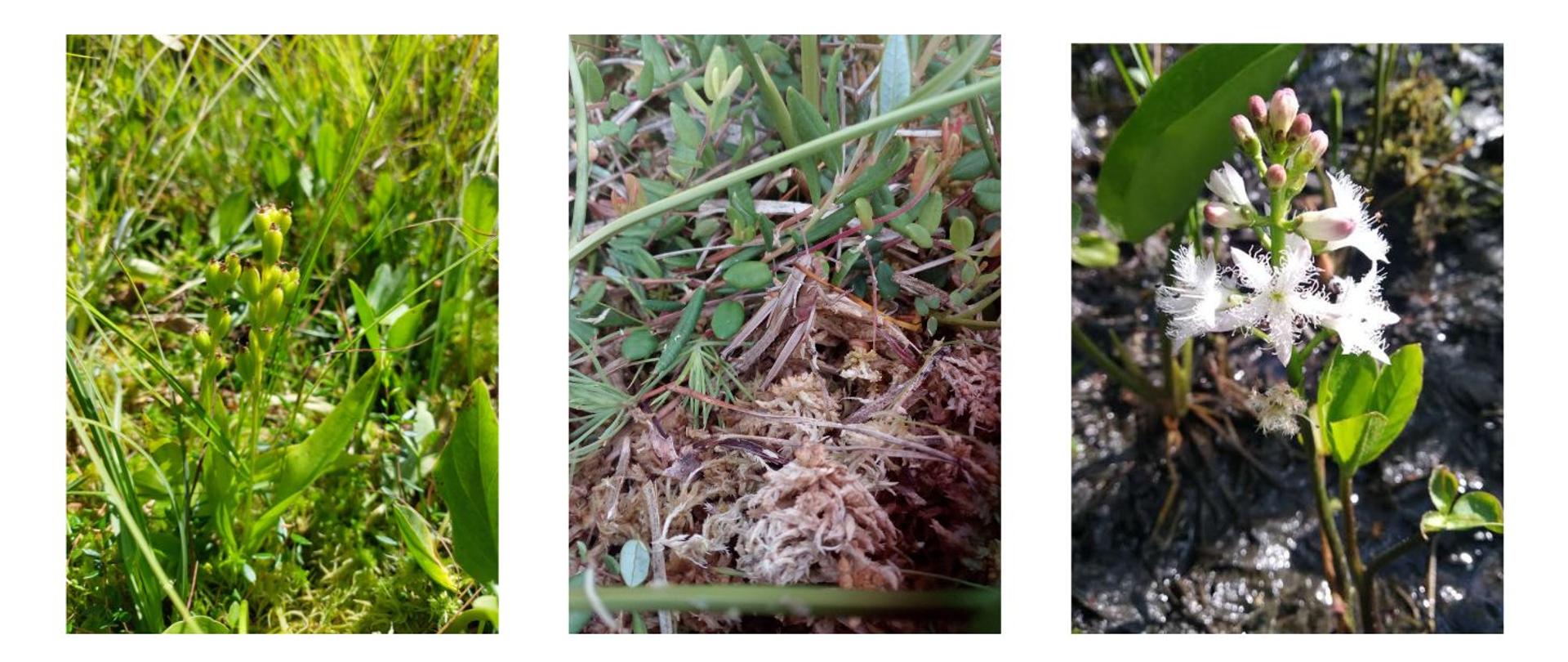 Na białym tle w kształcie prostokątów umieszczone zdjęcia z roślinnością. W sumie są 3 zdjęcia.