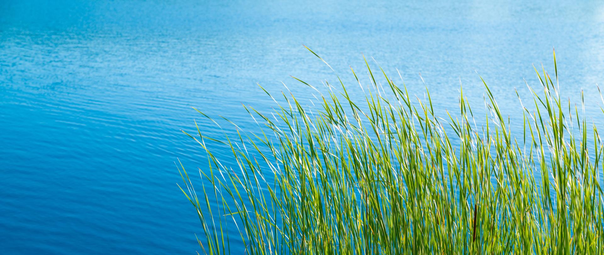 The green grass on the shore of a calm lake on a sunny day