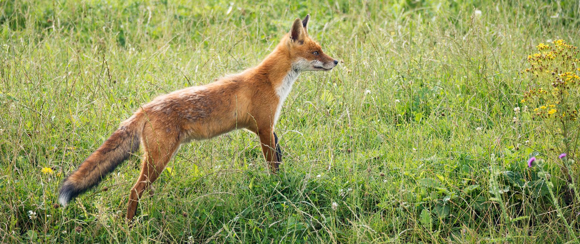 Zdjęcie przedstawiające dzikiego lisa ilustrującego artykuł dotyczący stwierdzenia 7, 8 i 9 przypadku wścieklizny u lisa w woj. mazowieckim