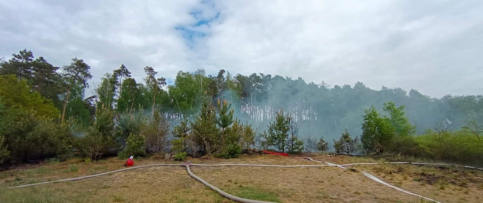 Widać drzewa, za nimi lekki dym