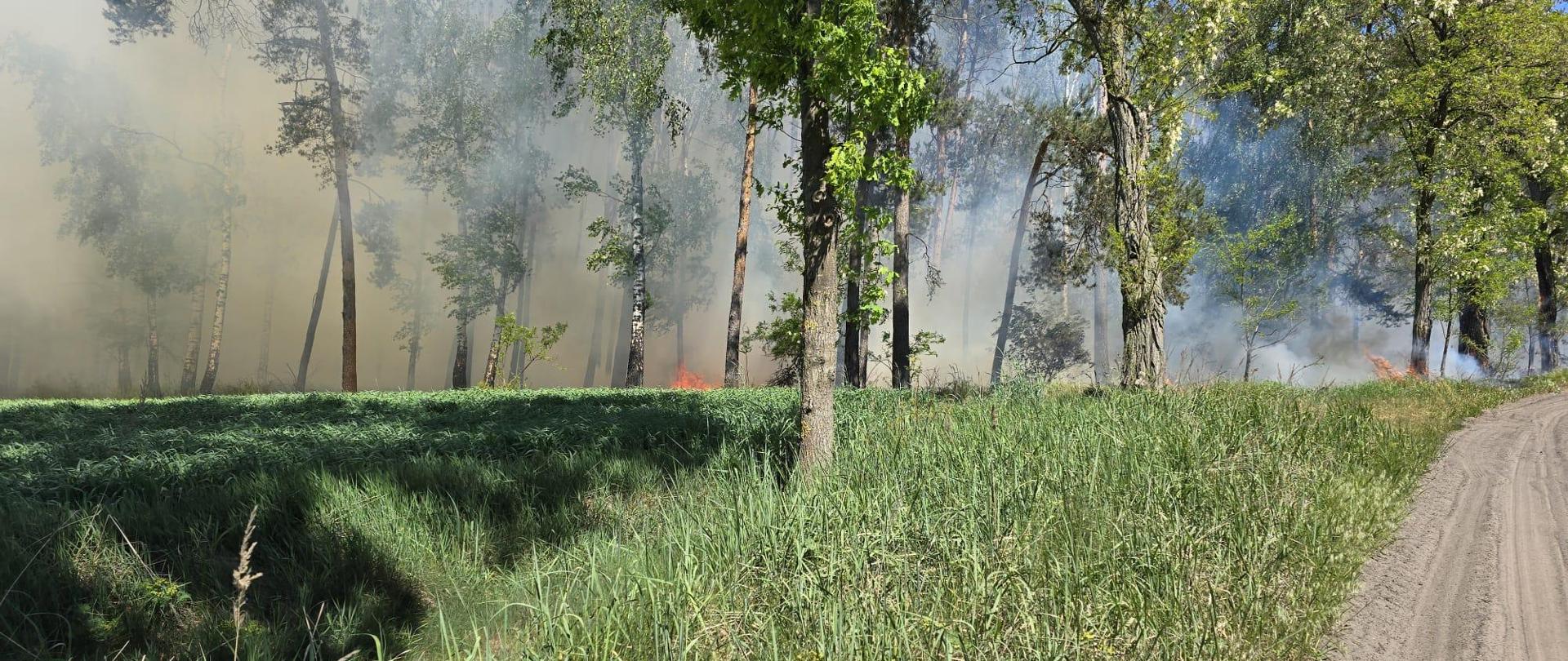 Pożar ściółki leśnej 