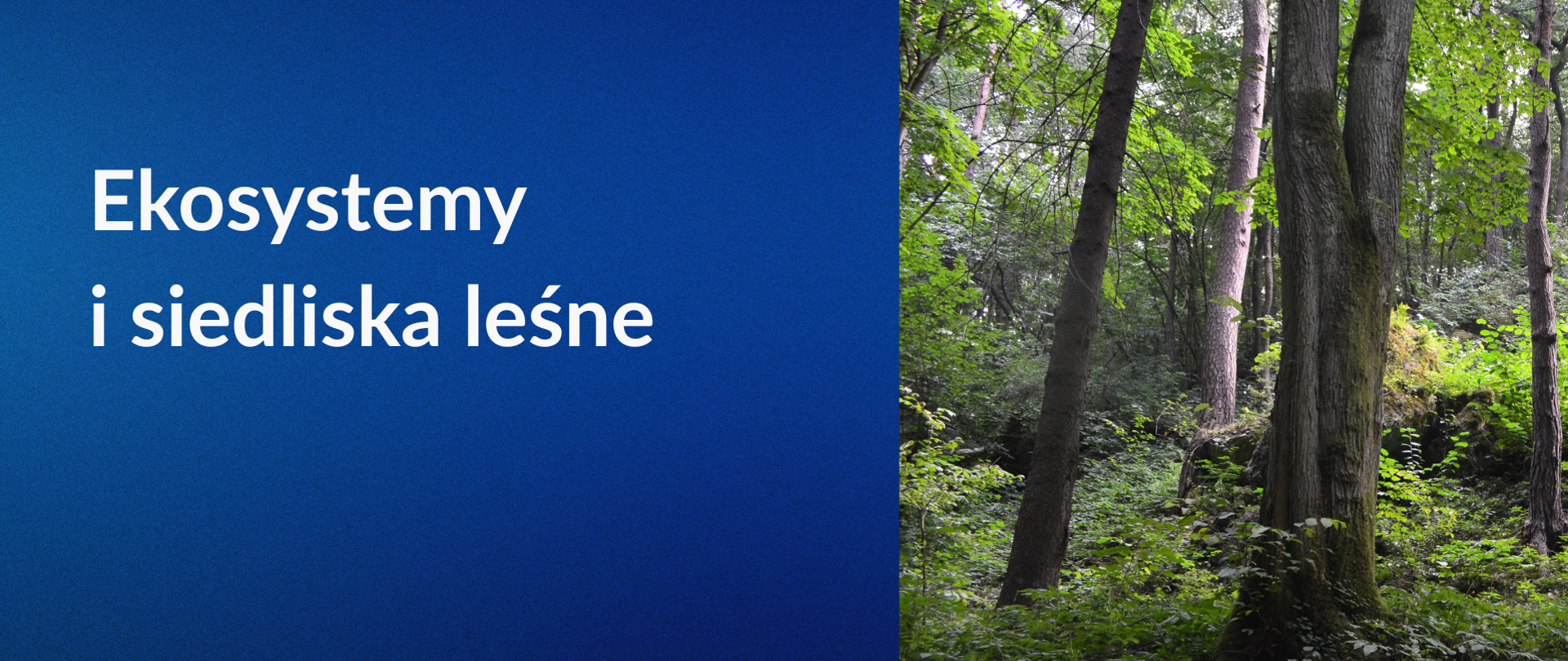 ekosystemy_i_siedliska_leśne