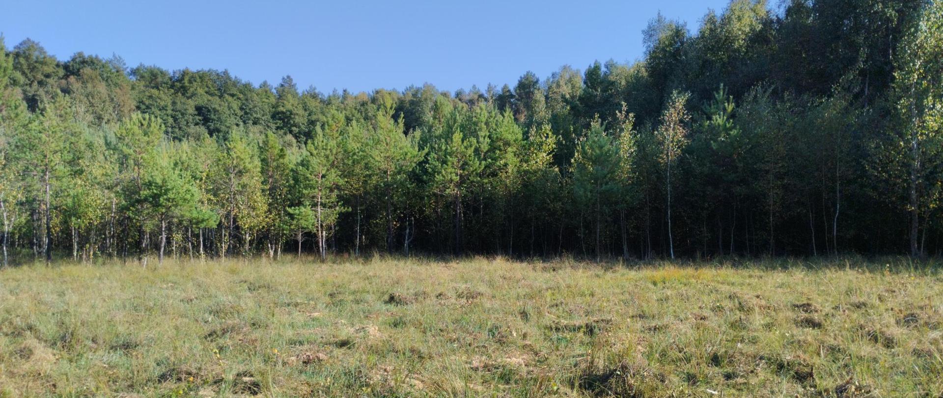 W tle drzewa, na pierwszym planie polana. 