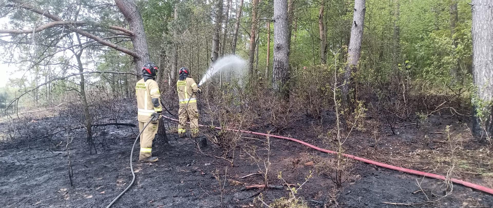 Pożar lasu Szymonka 2 maja 2025 r.